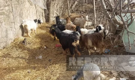 Cəlilabadda özünüməşğulluq proqramı çərçivəsində verilən heyvanlar xəstə olub?