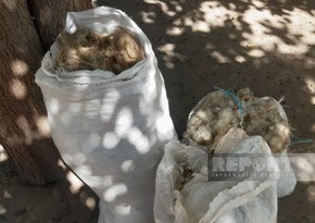 Muğanda fermerlərin xam yun problemi – Bazarı “bağlanan” məhsul zibilliyə atılır