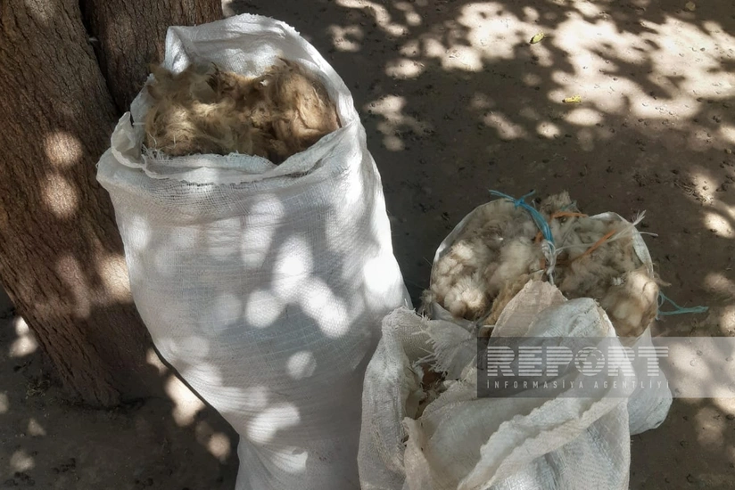 Muğanda fermerlərin xam yun problemi – Bazarı “bağlanan” məhsul zibilliyə atılır