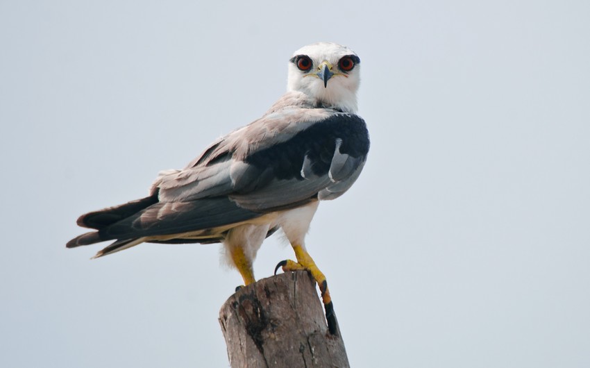 Bird species not typical for Azerbaijan found in Nakhchivan