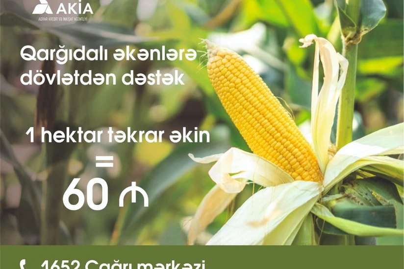 Taxıl biçini başa çatan rayonlarda təkrar qarğıdalı əkininə start verilib