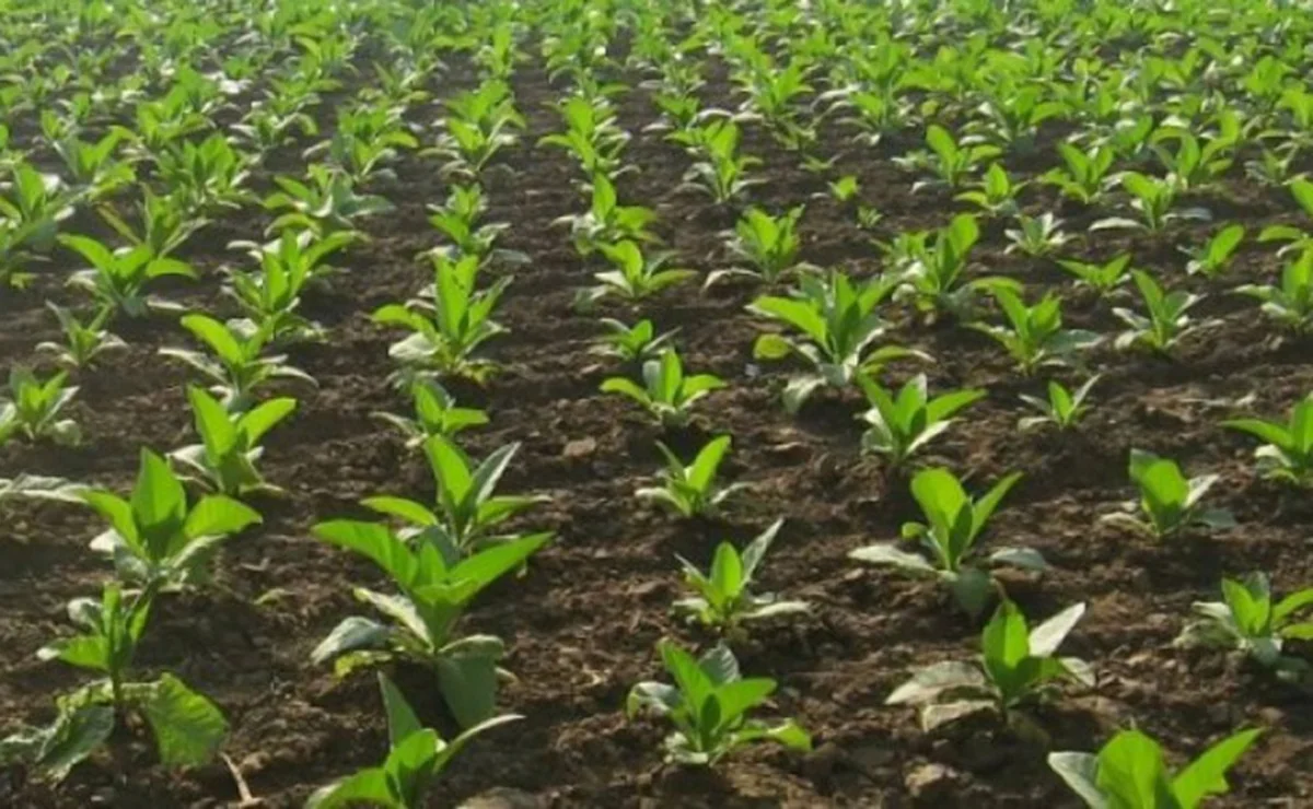 Azərbaycanın tütün məmulatları istehsalçısı Sumqayıt Kimya Sənaye Parkına 30 mln. manat pul qoya bilər