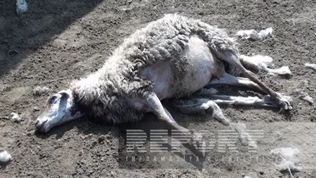 İmişlidə sahibsiz itlər xırdabuynuzlu heyvanları parçalayıb