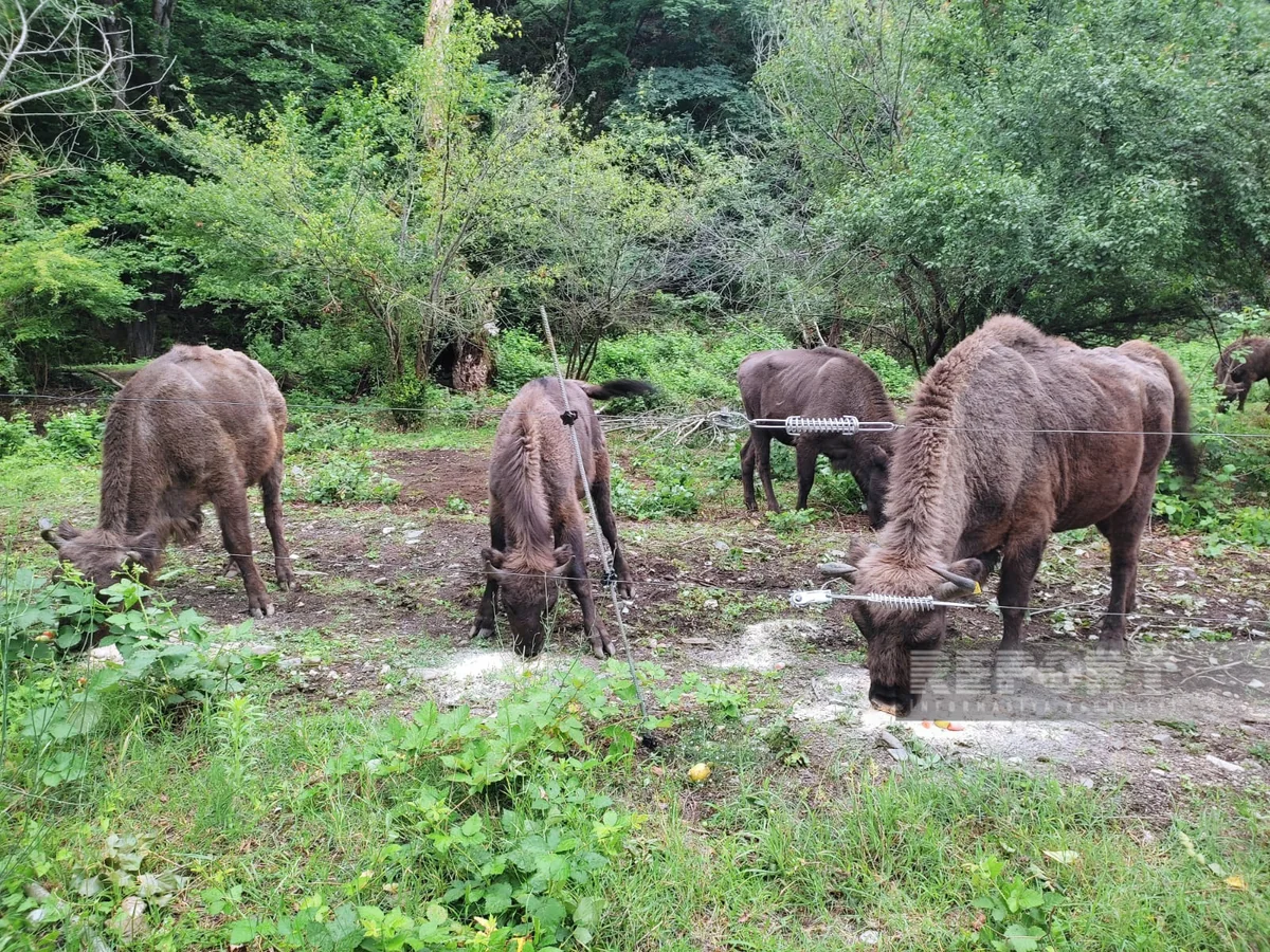 Şahdağ Milli Parkında son 2 həftədə 4 zubr balası doğulub