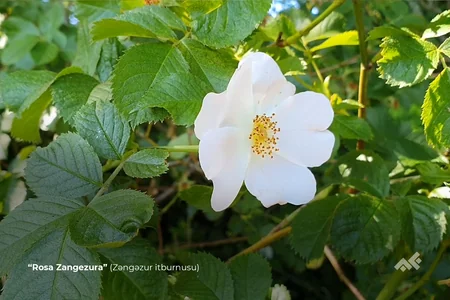 Daşkəsəndə nəsli kəsilməkdə olan bitkilər çoxaldılacaq