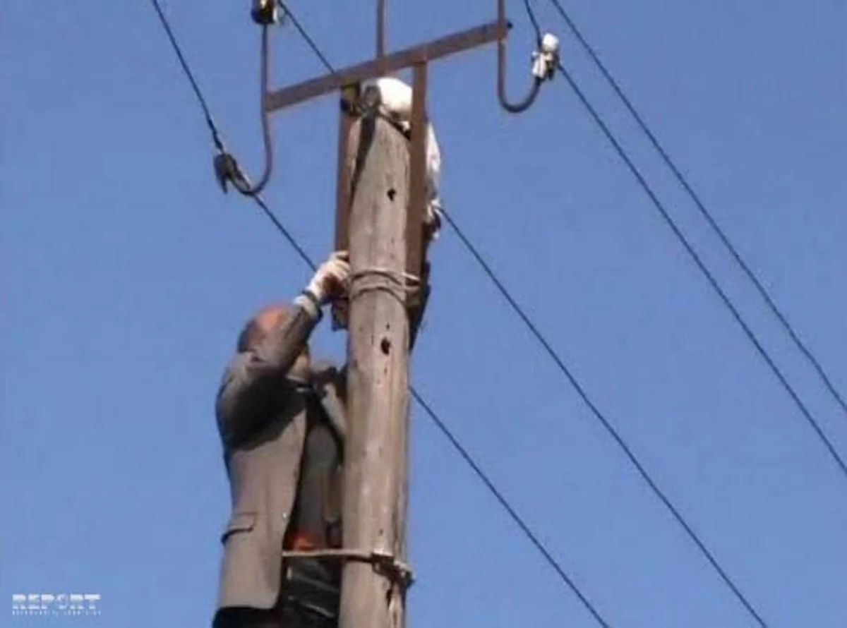Salyanda 1 gündən çox elektrik dirəyində qalan pişik xilas edilib - VİDEO - YENİLƏNİB
