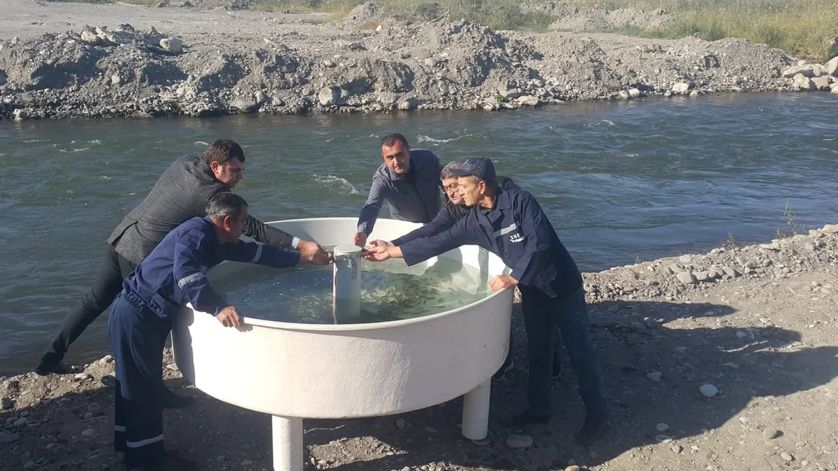 В реку Хякяри выпустили мальков рыб