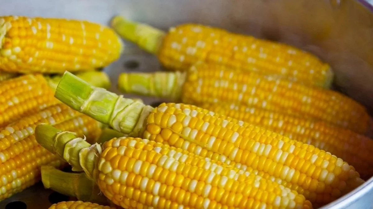 В Испанию прибыла первая партия кукурузы из Украины по новому маршруту