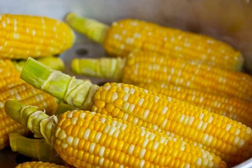 В Испанию прибыла первая партия кукурузы из Украины по новому маршруту