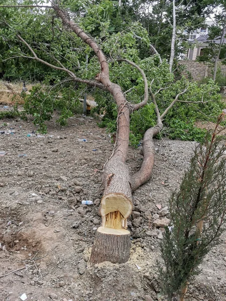 Bakıda ağaclar qanunsuz kəsilib, araşdırma aparılır