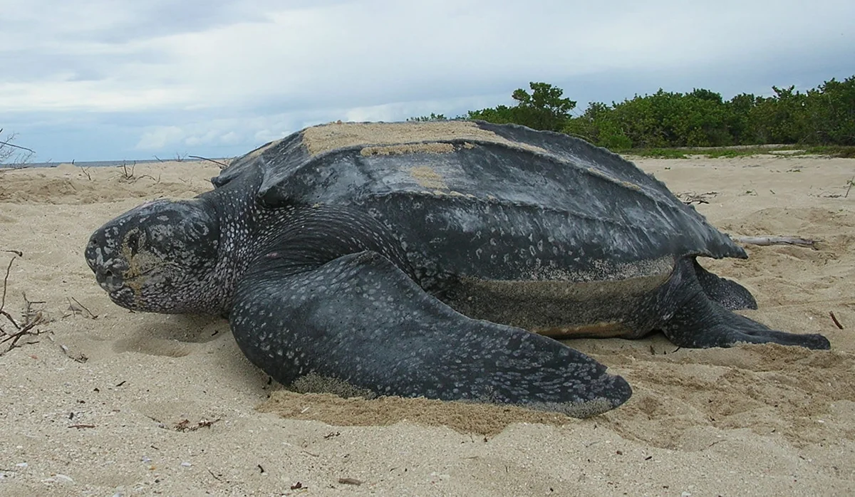 'Extinct' giant tortoise spotted in Galapagos Islands