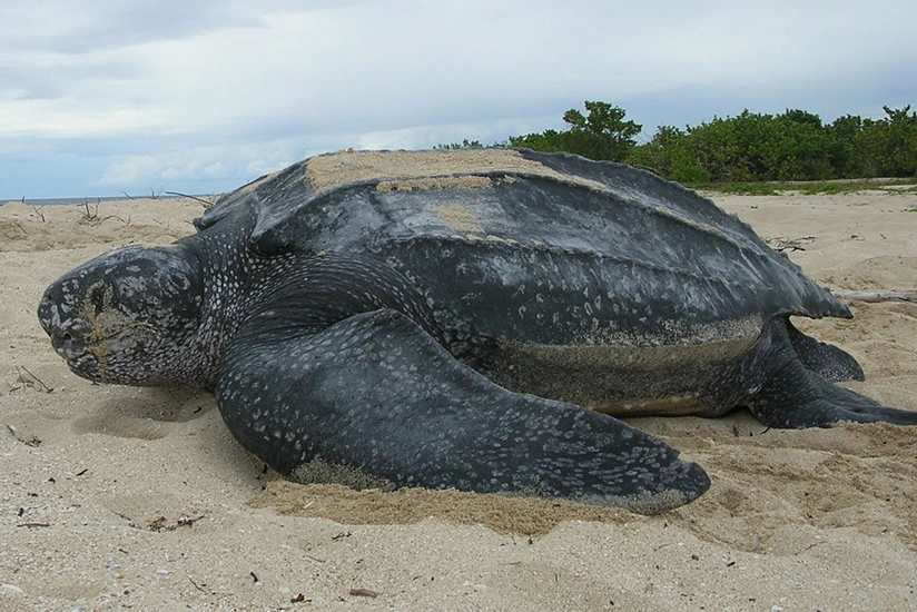 Qalapaqos adalarında nəsli kəsilmiş nəhəng tısbağa tapılıb