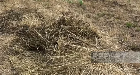 Muğan zonasında yağıntılar biçilmiş yonca sahələrinə ziyan vurub