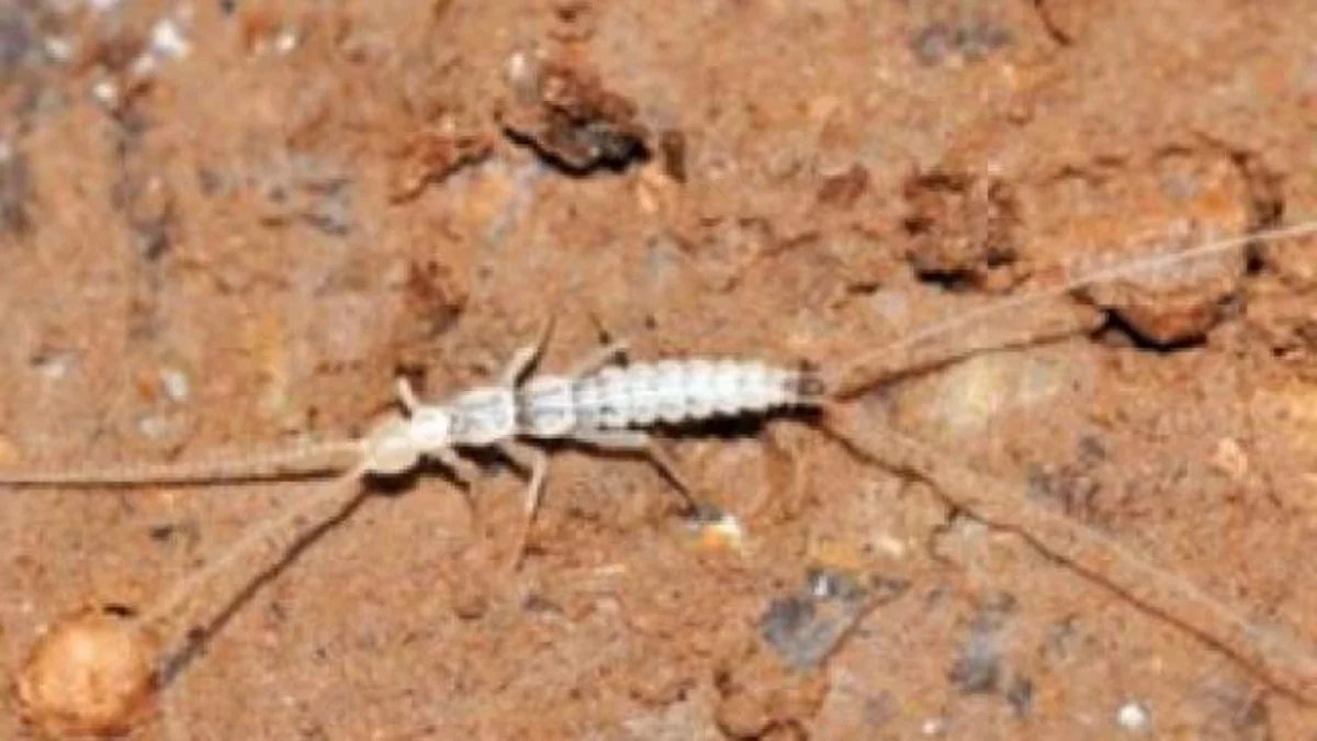 Türkmənistanda elmə məlum olmayan canlı aşkarlanıb