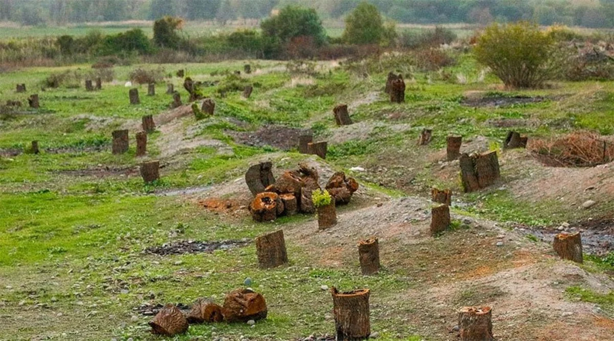 Ermənilər Laçında 1 milyon 511 min manatlıq qanunsuz ağac kəsiblər, cinayət işi açılıb
