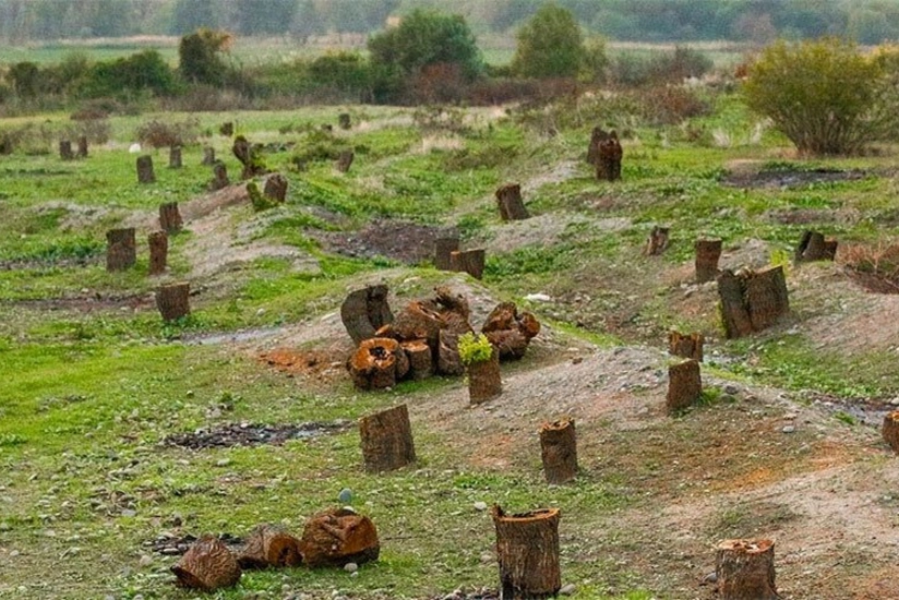 Ermənilər Laçında 1 milyon 511 min manatlıq qanunsuz ağac kəsiblər, cinayət işi açılıb