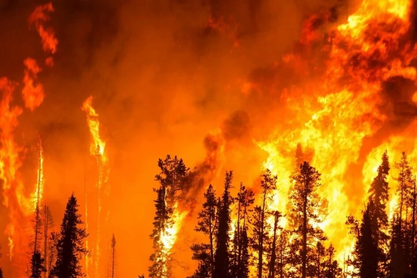 Fransada yanğın 100 hektara yaxın meşə sahəsini məhv edib