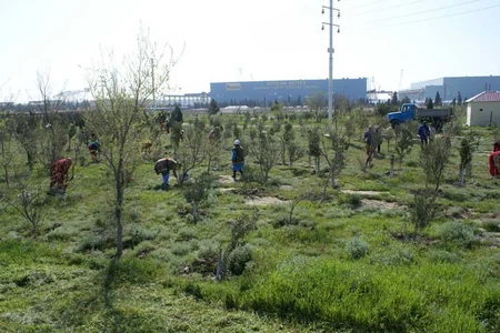 SOCAR əməkdaşları 5 900 ağac əkib