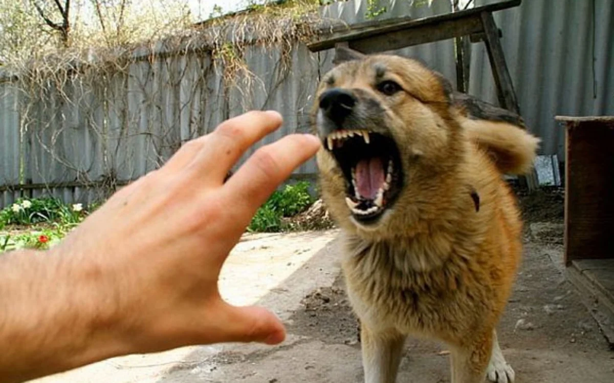 Kürdəmirdə iki yeniyetməni it dişləyib