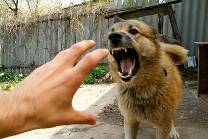 Kürdəmirdə iki yeniyetməni it dişləyib