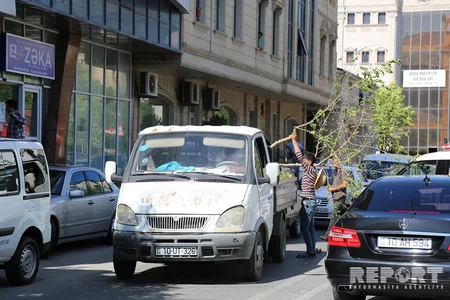 В Баку жители провели акцию протеста против вырубки деревьев - ФОТО