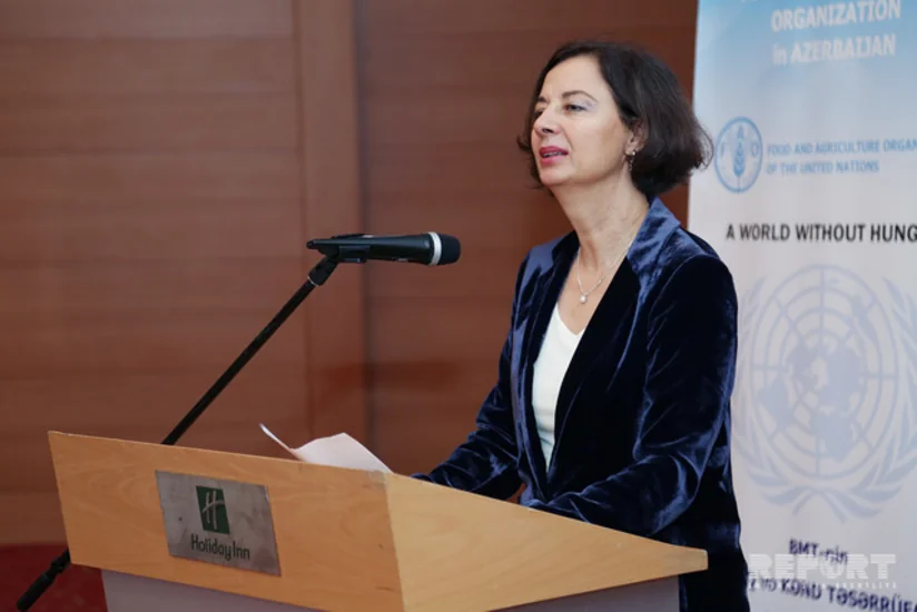 FAO Azərbaycanda arıçılıqla bağlı yeni layihənin icrasına başlayır