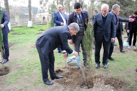Cəlilabadda ağacəkmə aksiyası keçirilib