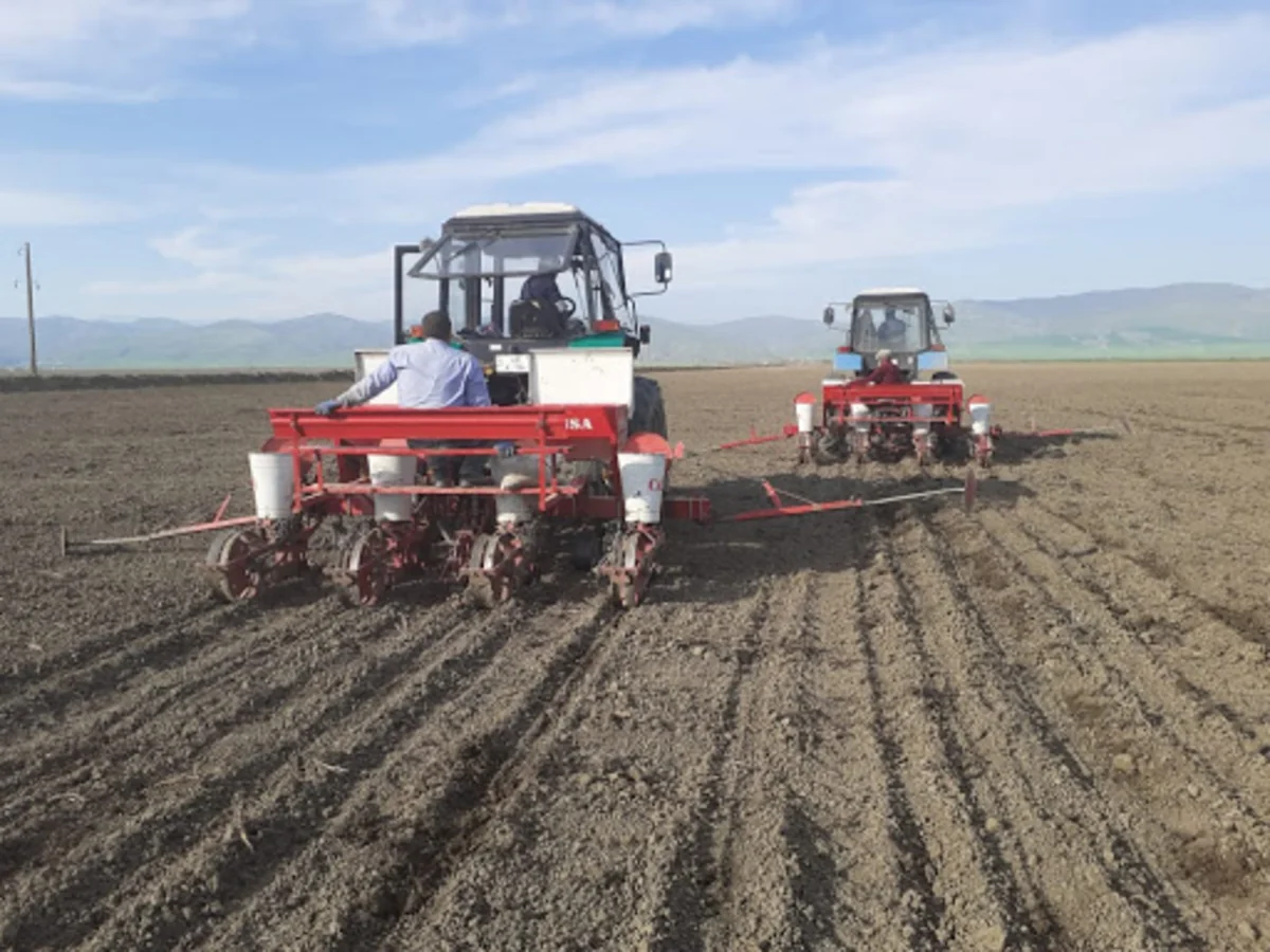 Azərbaycanda 64 min hektara yaxın sahədə çiyid səpini həyata keçirilib
