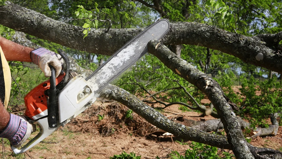 Oğuzda qanunsuz ağac kəsiminə görə cinayət işi açılıb, saxlanılan var