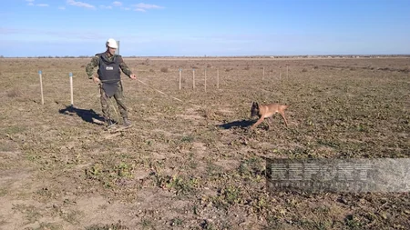Cynologist: Specially trained dogs are used in areas heavily contaminated with mines