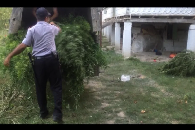 Sabirabadda 94 kiloqram çətənə kolları aşkar olunub