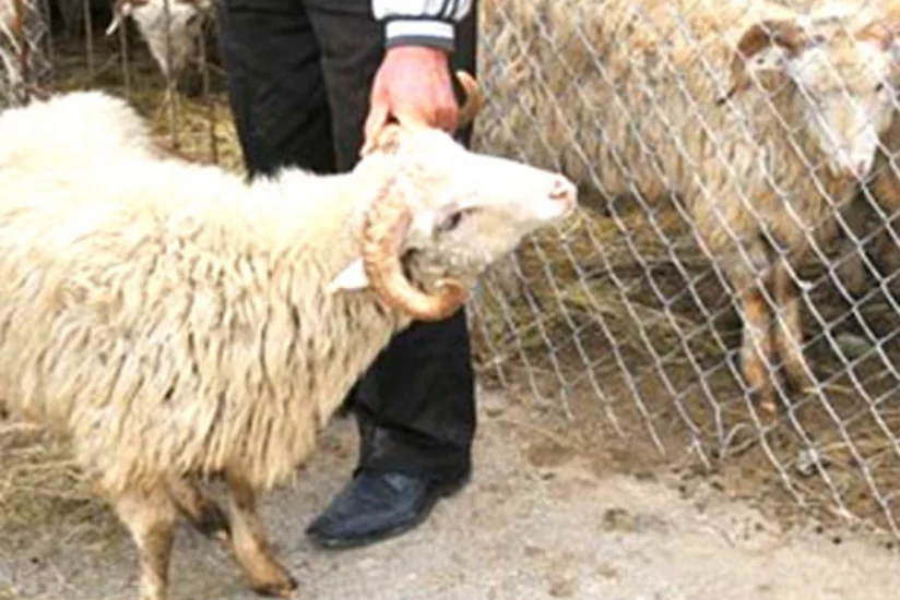Azərbaycan İrandan heyvandarlıq məhsullarının idxalına məhdudiyyət qoyub