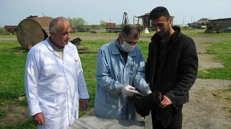 Astarada heyvanlar arasında peyvəndləmə tədbirləri davam etdirilir - FOTO