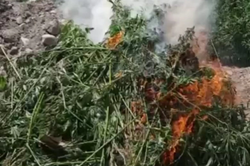 Azad edilmiş ərazilərdə narkotik tərkibli bitkilər aşkar edilib - VİDEO
