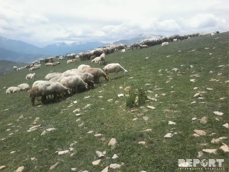 Qubada mal-qara arasında xəstəlik yayılıb - FOTO