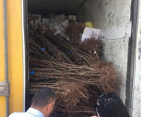 İspaniyadan Azərbaycana gətirilən badam tingləri məhv edilib