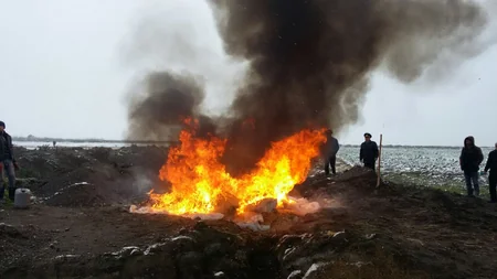 Rusiyadan gətirilən ərzaqlıq qarğıdalıda təhlükəli alaq otu aşkarlanıb