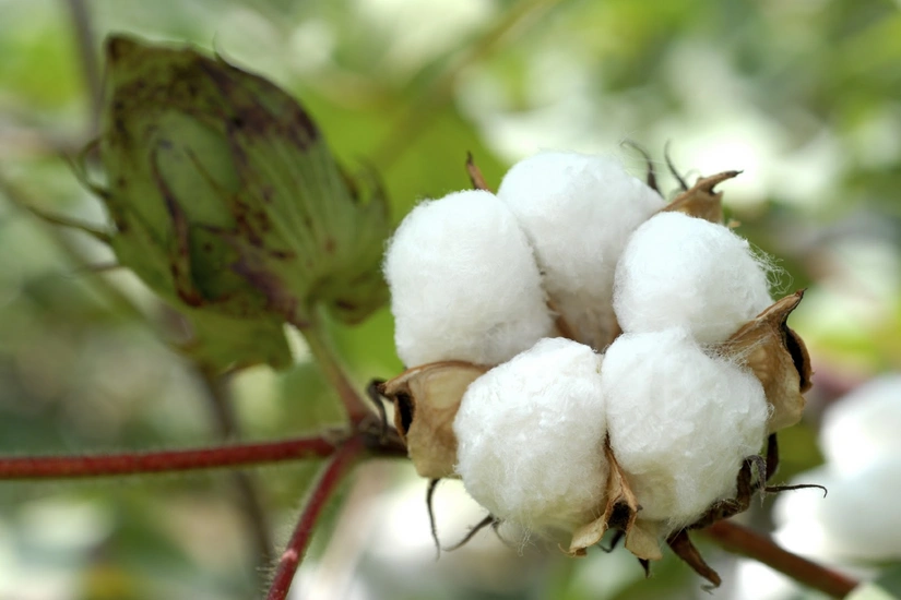 Azerbaijan increases cotton exports by nearly 7% in July