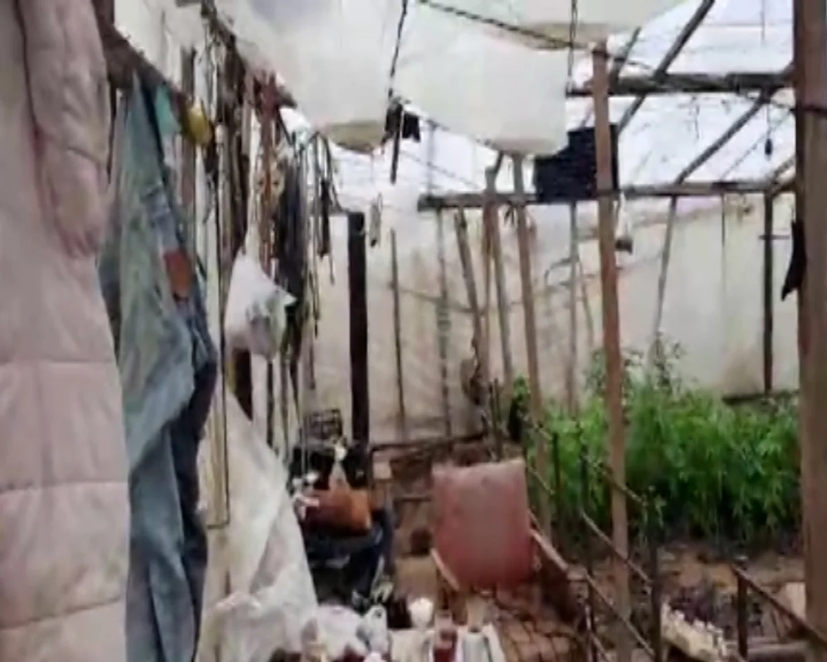 Bakıda narkotik becərən şəxs saxlanılıb