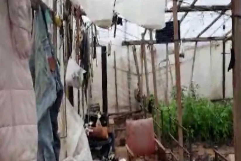 Bakıda narkotik becərən şəxs saxlanılıb