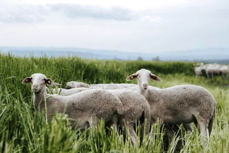 Azerbaijan buys purebred sheep from Europe