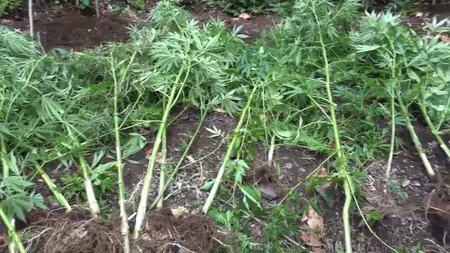 Balakəndə Tərəkəmə Kamil ləqəbli narkobaron saxlanılıb - FOTO - VİDEO