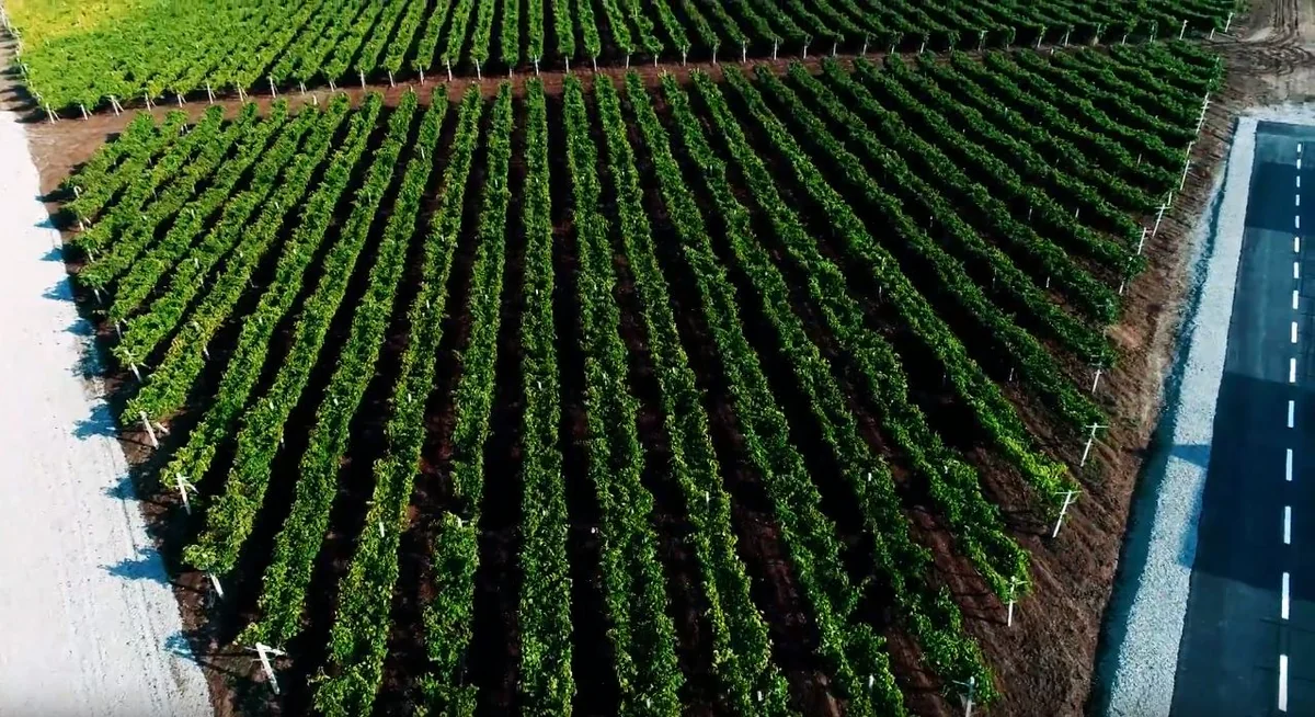 Şamaxıda Üzümçülük vadisi salınır - VİDEO