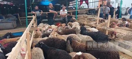 Paytaxt sakinləri qurban kəsir