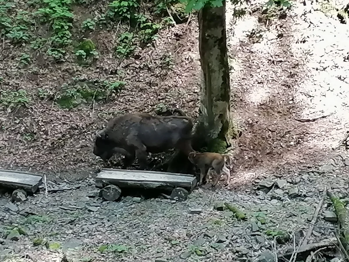 Şahdağ Milli Parkında daha bir zubr balası dünyaya gəlib