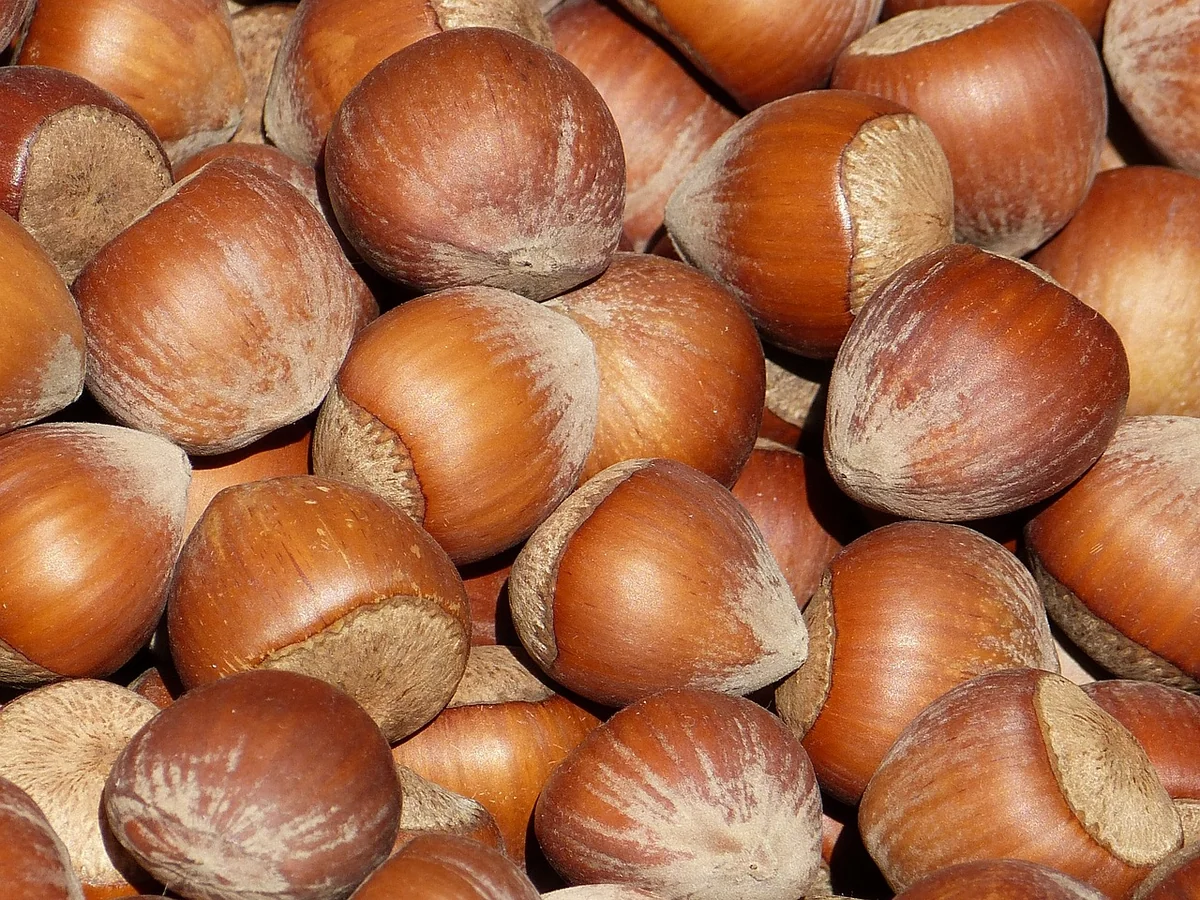 Azerbaijan increases hazelnut exports to Stavropol Krai by 58%