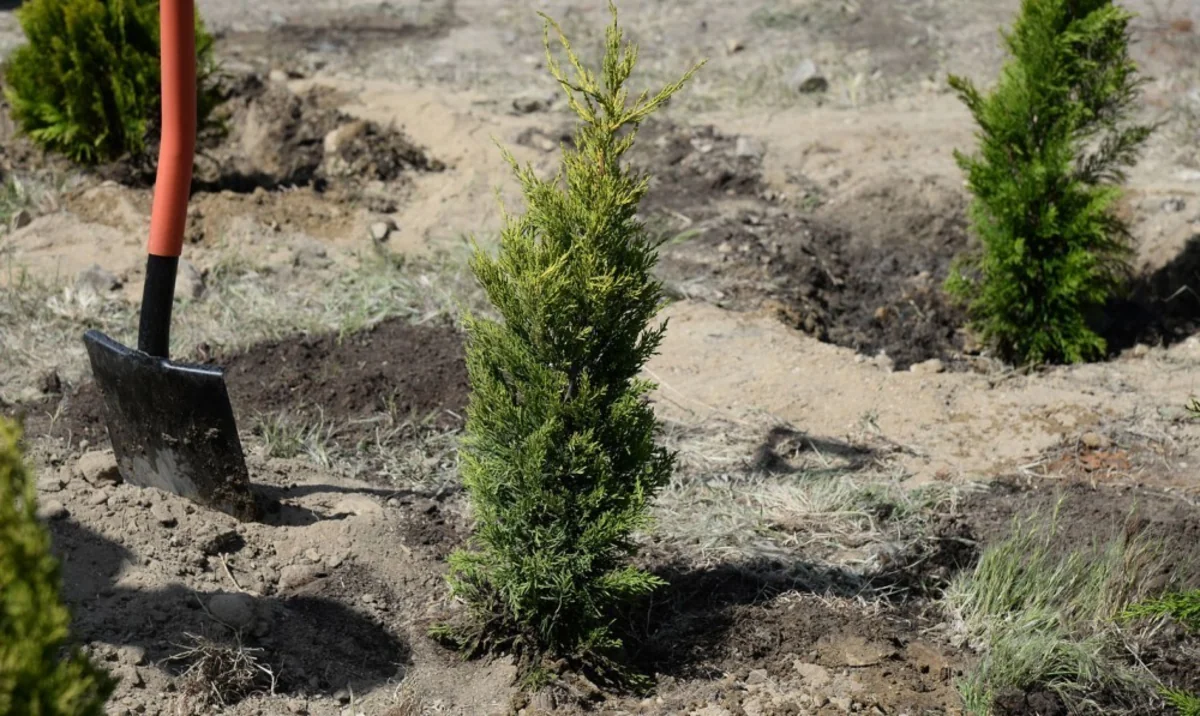 Meşəcinsli ağaclar necə əkilməlidir?