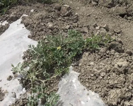 ​Kürdəmirdə bostan sahələri məhv ola bilər - FOTO