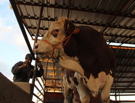2.2-ton bull will be sacrificed in Turkey on Eid al Adha - PHOTO