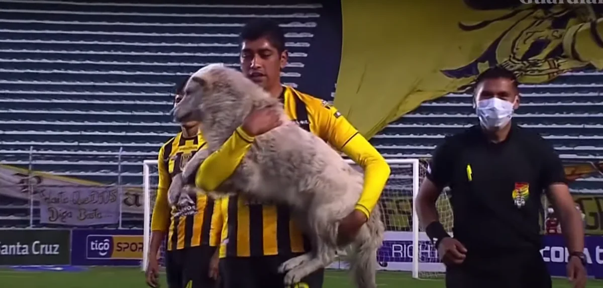 Собака выбежала на поле с бутсой в зубах